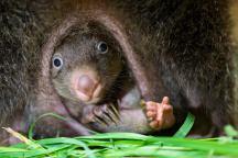 Zoo Praha, vombat