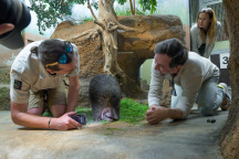 Zoo Praha, vombat