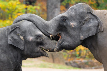 Zoo Praha