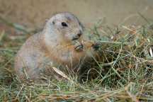 Zoo Praha