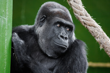Zoo Praha, Moja