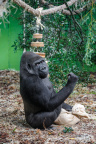 Zoo Praha, Moja