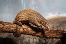 Zoo Praha