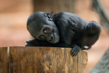 Zoo Praha, Gorila Mobi