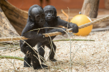 Zoo Praha, Gorila Mobi