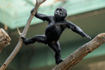 Zoo Praha, Gorila Mobi