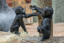 Zoo Praha, gorila