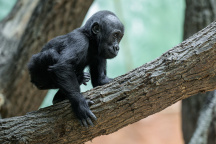 Zoo Praha, Gorila Mobi