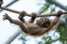 Zoo Praha, orangutan
