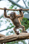 Zoo Praha, orangutan