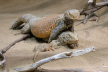 Zoo Praha