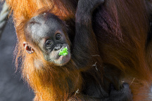 Zoo Praha, orangutan