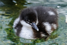 Zoo Praha, kachna