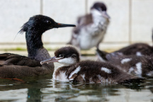 Zoo Praha, Kachna
