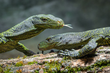 Zoo Praha, varan