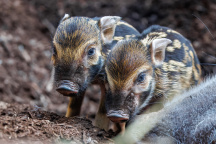 Zoo Praha, štětkoun obecný