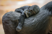 Zoo Praha, gorila