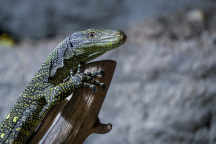 Zoo Praha, varan