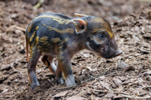 Zoo Praha, štětkoun obecný