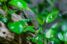 Zoo Praha, varan