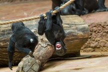 Zoo Praha, gorila