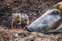 Zoo Praha, štětkoun obecný