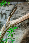 Zoo Praha, varan