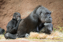 Zoo Praha, gorila