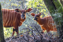 Zoo Praha, Bongo
