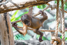 Zoo Praha, orangutan