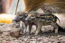 Zoo Praha, štětkoun africký