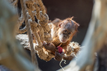 Zoo Praha. orangutan