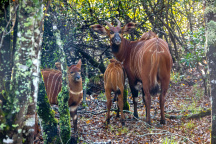 Zoo Praha, Bongo