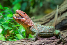 Zoo Praha