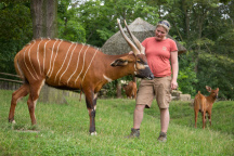 Zoo Praha, Bongo