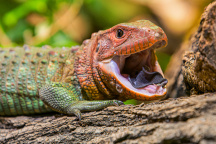 Zoo Praha