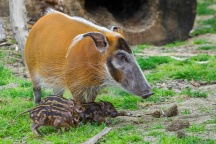 Zoo Praha, štětkoun africký