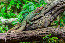 Zoo Praha (96)