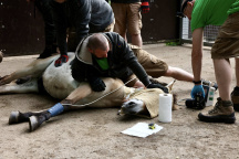 Zoo Praha, kůň Převalského