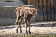 Zoo Praha, zubr