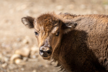 Zoo Praha, zubr