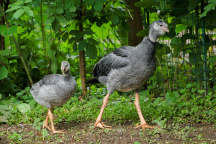 Zoo Praha, čája obojková