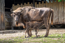 Zoo Praha, zubr