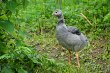 Zoo Praha, čája obojková