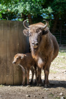 Zoo Praha, zubr