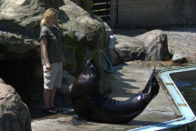 Zoo Praha, lachtan