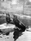 Zoo Praha, lachtan