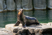 Zoo Praha, lachtan