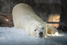Zoo Praha, lední medvěd