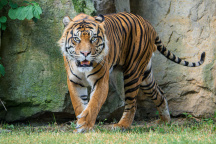 Zoo Praha, tygr sumaterský